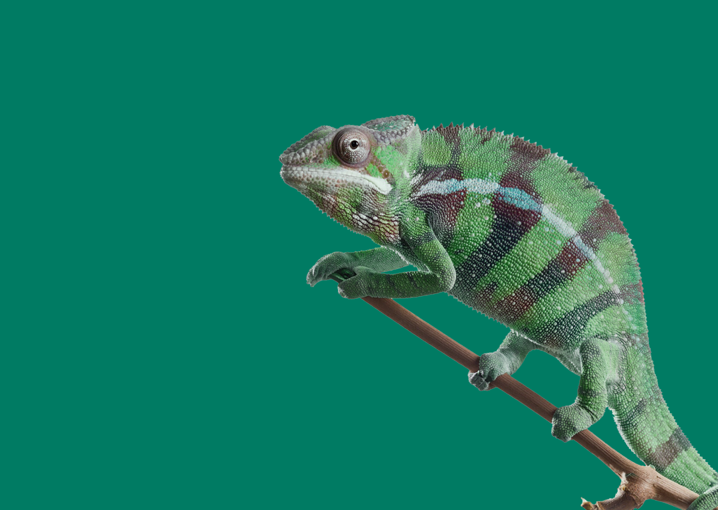 chameleon